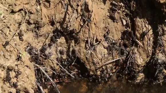 小可爱的普通蟾蜍小蟾蜍正准备离开水去旱地爬上水边的河岸视频的预览图