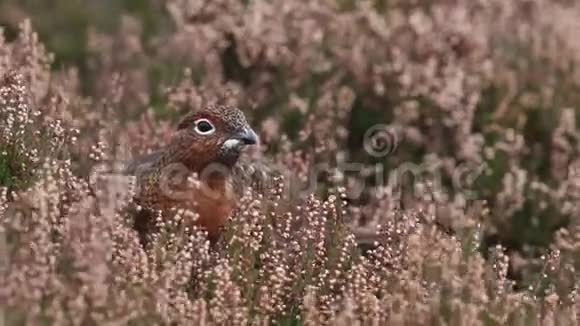 苏格兰高原一种以石楠花为食的红松鸡视频的预览图