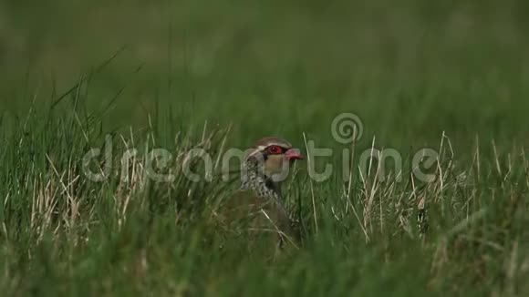 一只漂亮的红阿列克托里斯鲁法躲在长长的草地上在春天阳光明媚的风日里看着视频的预览图
