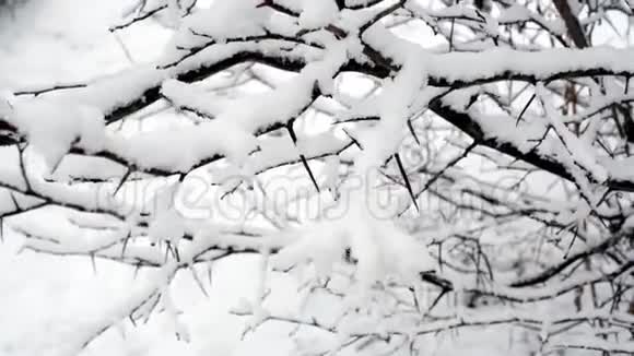 冷杉树枝上的雪视频的预览图