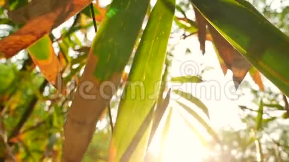 阳光透过翠绿的竹树闪闪发光复古视频的预览图