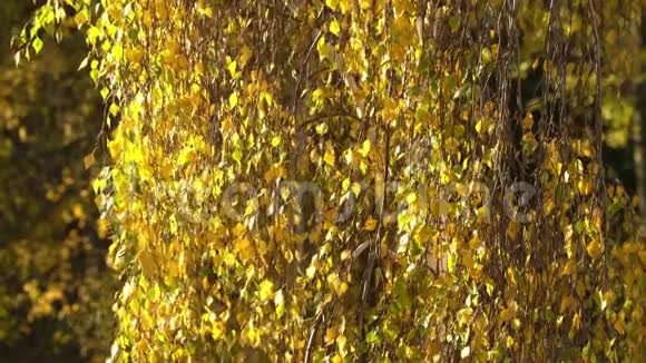 风中的秋叶视频的预览图