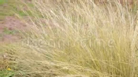 从风中的草慢慢地吹到农村的土坯房视频的预览图