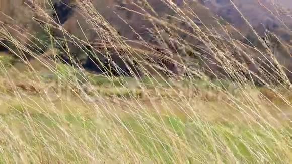 细草在风中缓慢地吹着南美洲玻利维亚农村视频的预览图