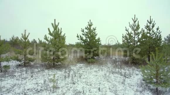第一场雪在年轻的松林全景视频的预览图
