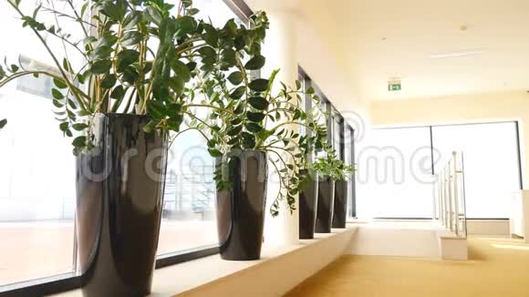 在酒店或办公大厅的盆栽植物一排又长又快的花盆稳定射击4K视频视频的预览图