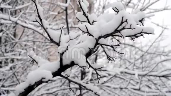 冷杉树枝上的雪视频的预览图