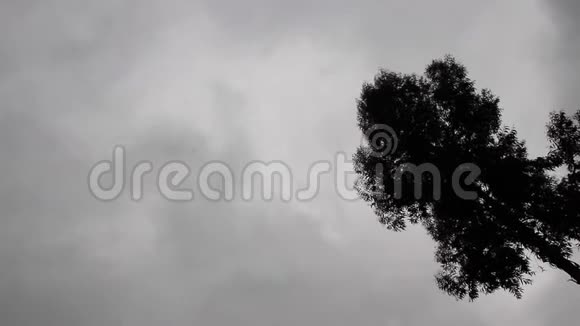 躺在地上盯着缓慢旋转的天空和树视频的预览图