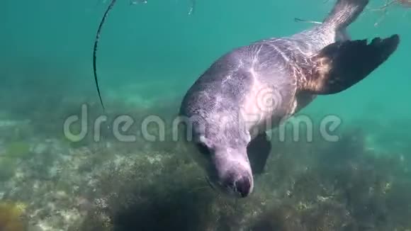 水下拍摄海狮在清水中嬉戏特写慢动作视频的预览图