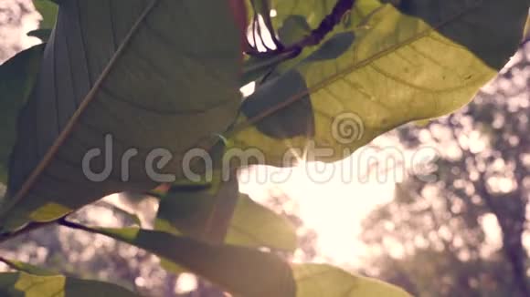 阳光透过绿叶树闪闪发光复古视频的预览图