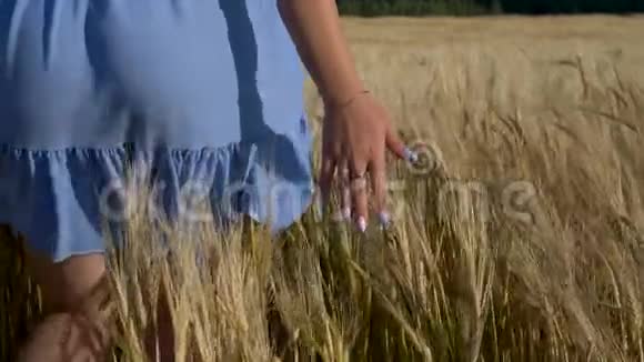 美丽的女孩走过成熟的小麦视频的预览图