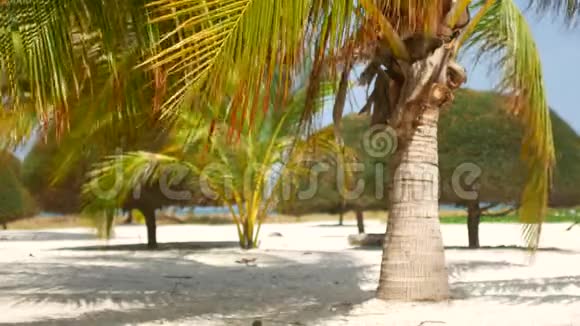 热带景观小棕榈树和白沙视频的预览图