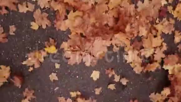 黄色的落叶在风中飞舞视频的预览图
