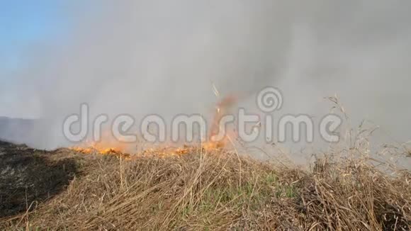燃烧场去年烧老干草旱季燃烧森林大火时用火焰和烟雾中的干草视频的预览图