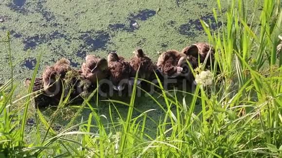 池塘里的一根木头上的小鸭子享受着温暖的阳光野生动物鸟类视频的预览图