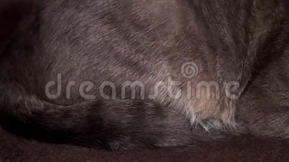灰色的家猫睡在棕色毛巾上快乐睡猫视频的预览图