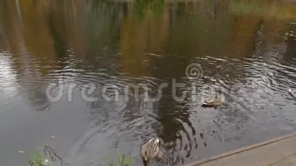 多云的秋日公园池塘木制甲板鸭子游泳视频的预览图