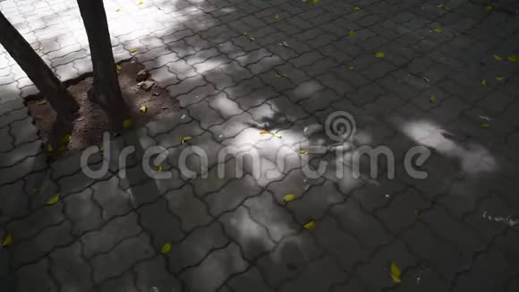 树叶的影子视频的预览图