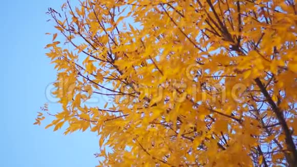 秋天树上的橙色叶子视频的预览图