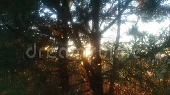 傍晚的阳光透过松枝飞舞视频的预览图