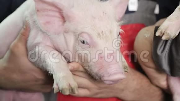 猪脸特写猪群在圈舍的不同品种和颜色农场里的猪视频的预览图
