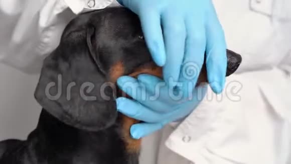 兽医用带牙刷的蓝手套检查正在灰色背景前刷牙兽医视频的预览图