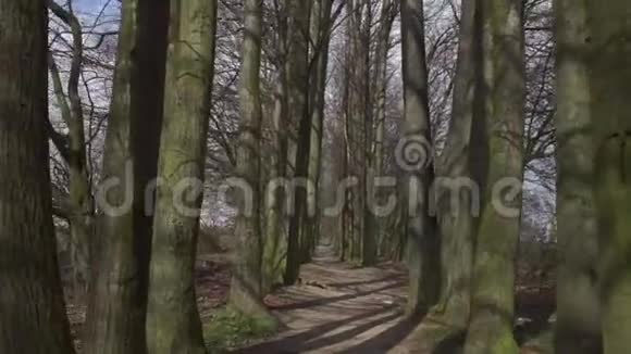 在树间活动树上的影子视频的预览图