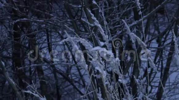 白雪覆盖的草地在风中摇曳视频的预览图