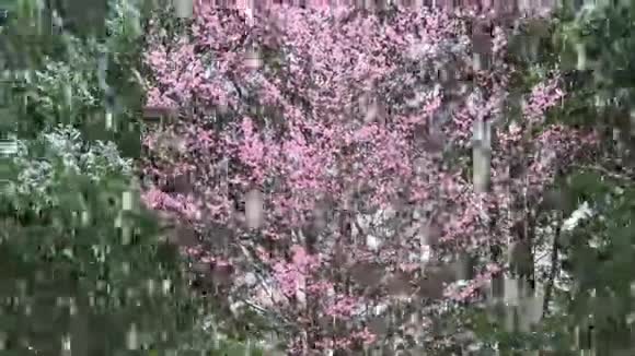严重的暴风雪落在樱花上视频的预览图