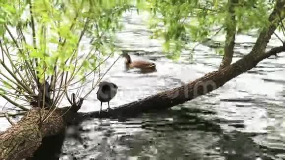 可爱的棕色野鸭清理羽毛视频的预览图