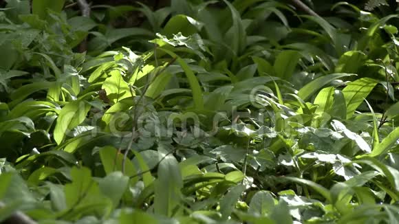 绿色植物的地毯视频的预览图