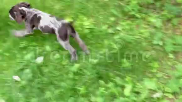 两只小狗在绿色的草坪上玩耍互相咬着直到被护士分开视频的预览图