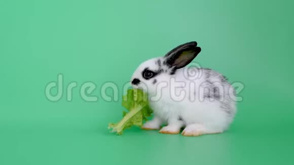 小白灰可爱的兔子在绿色屏幕或背景上吃蔬菜视频的预览图