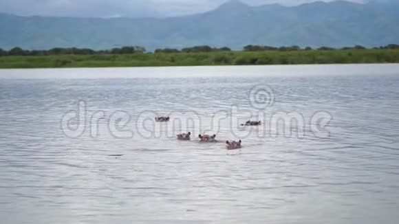 尼罗河上一群河马的景观视频的预览图