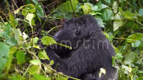 一只黑色的大猩猩银背在丛林深处的野外咀嚼植被视频的预览图