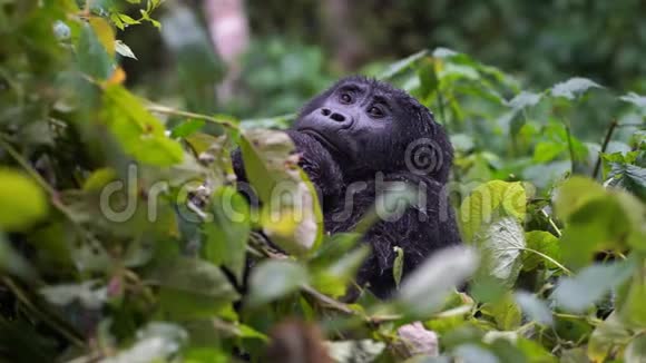 一只大猩猩把婴儿藏在丛林深处的野外视频的预览图