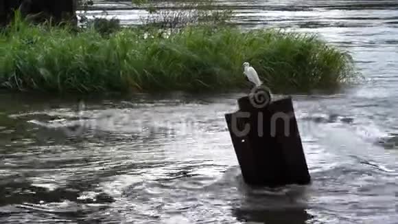 一只白色的苍鹭坐在一块铁上它多风的天气里从绿色草地上快速流动的水中伸出的视频的预览图