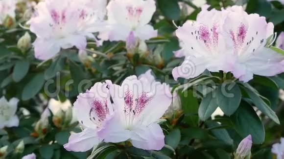 淡粉色杜鹃花的花蕾视频的预览图