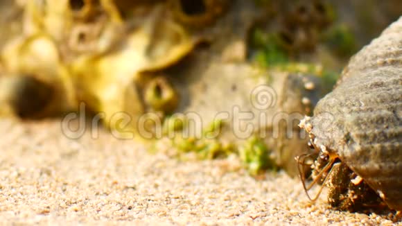 螃蟹隐士螃蟹在沙滩上爬行特写镜头视频的预览图