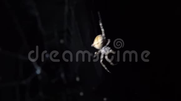 蜘蛛晚上坐在网里黑底大棕色蜘蛛在网上鹤是一种常见的缠球蜘蛛视频的预览图