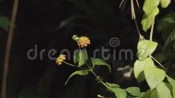 美丽的热带蝴蝶坐在绿叶上视频的预览图