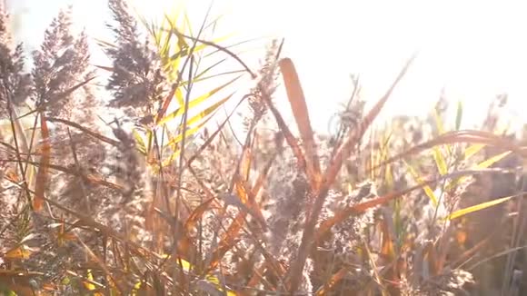秋季植物的特写视频的预览图