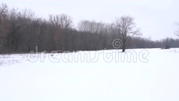 一个阳光明媚的早晨白雪覆盖的白桦林中的冬季景观冻土树视频的预览图