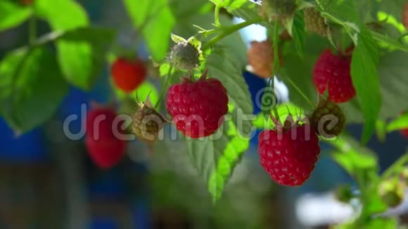 多汁的红树莓挂在灌木丛上视频的预览图