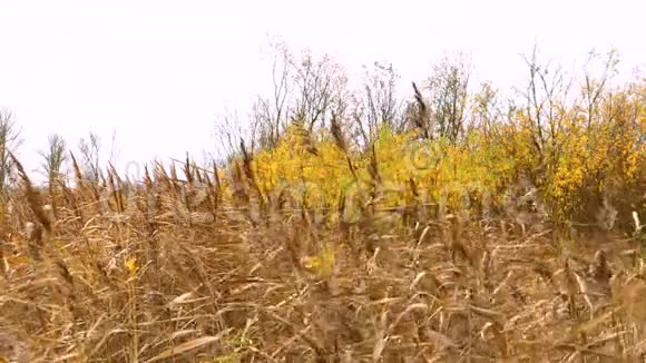 干枯的羽毛草在风中微微摇曳视频的预览图