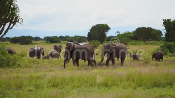 一群大象在坎德拉布拉树丛中放牧视频的预览图