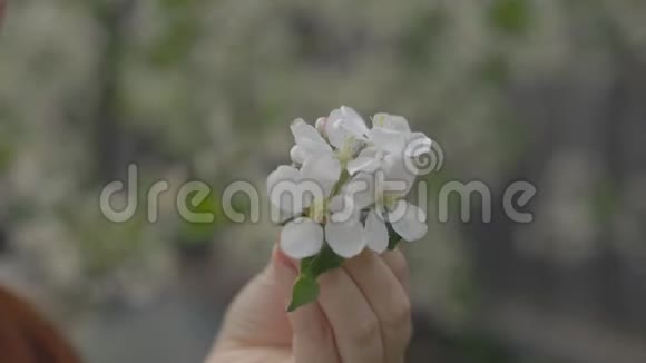 一个女人手触碰树上的一朵花视频的预览图