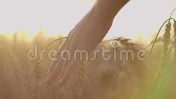 雌性的手在夕阳下触摸田野上的小麦慢动作女性的手触摸着田野上的金色小麦视频的预览图