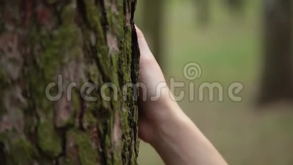 女人手在一棵老树的树皮上视频的预览图