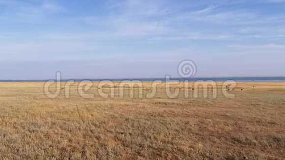 埃兰德湖边草原上的一群羚羊空中景观视频的预览图